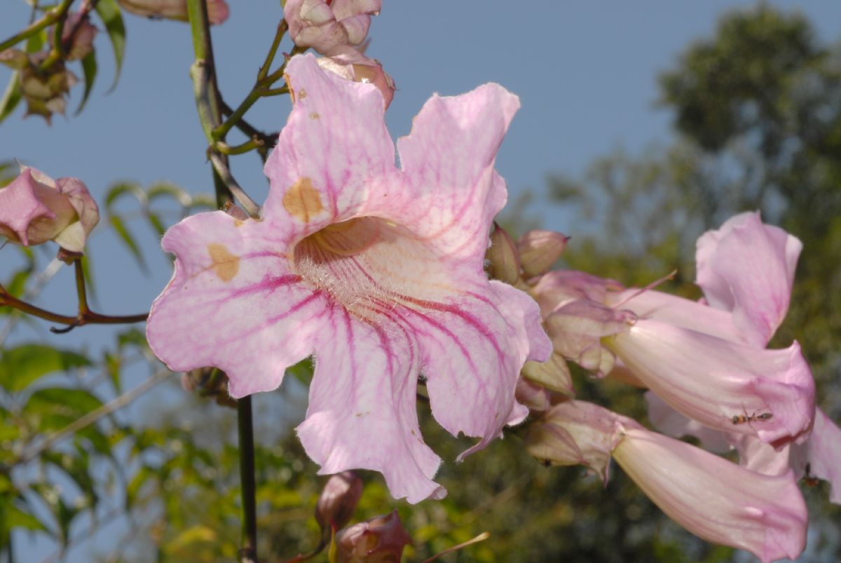 Bignoniaceae Podranea ricasoliana