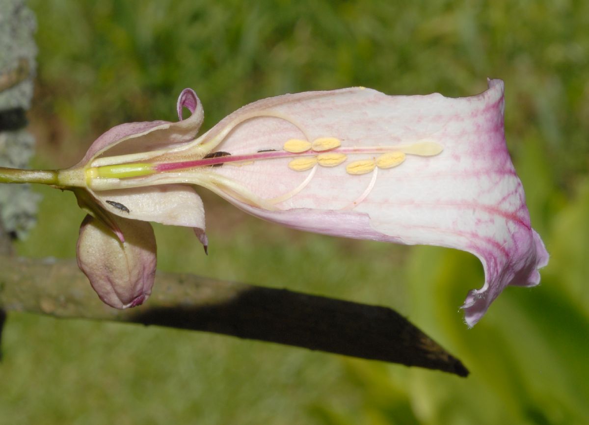 Bignoniaceae Podranea ricasoliana