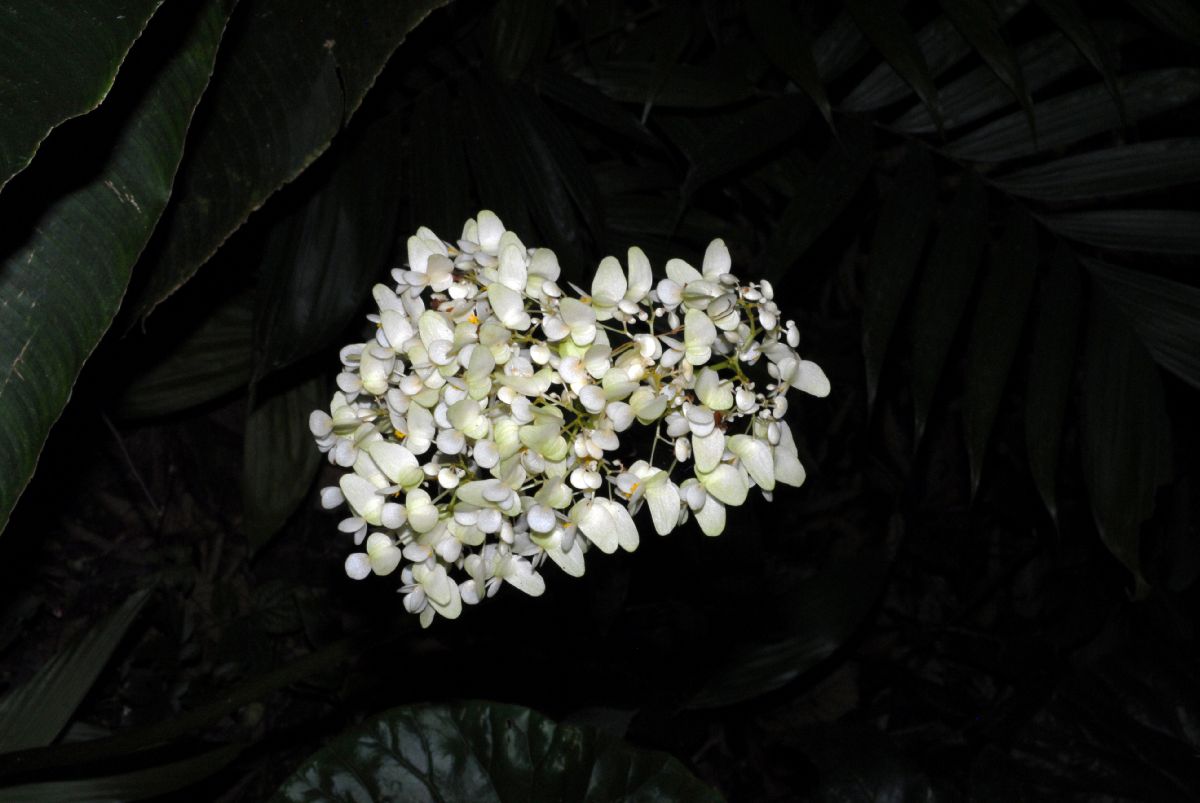 Begoniaceae Begonia 