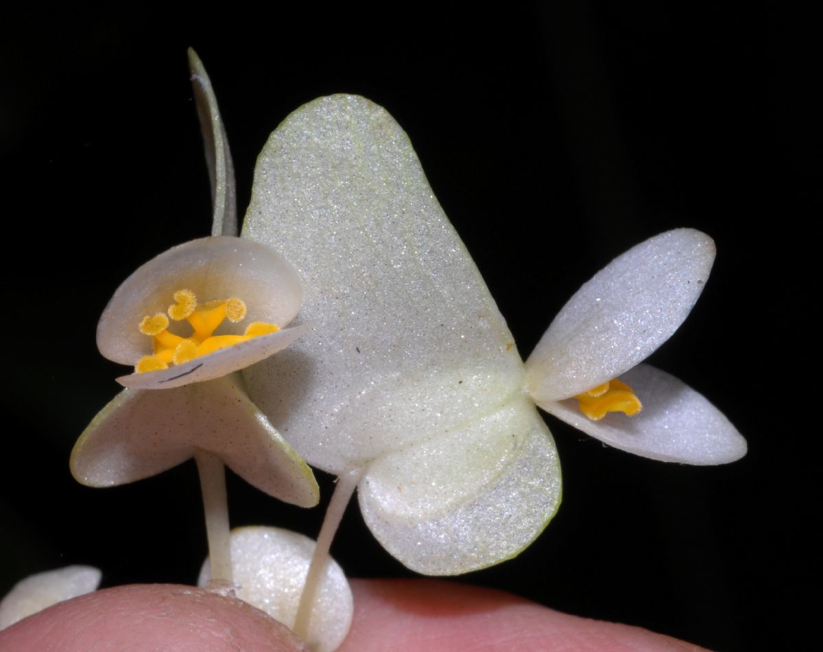 Begoniaceae Begonia 