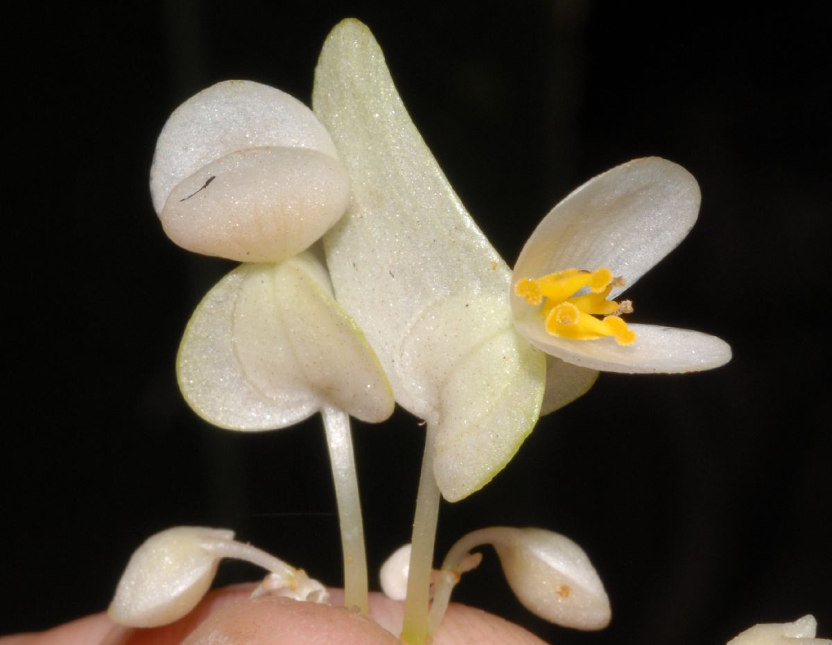 Begoniaceae Begonia 