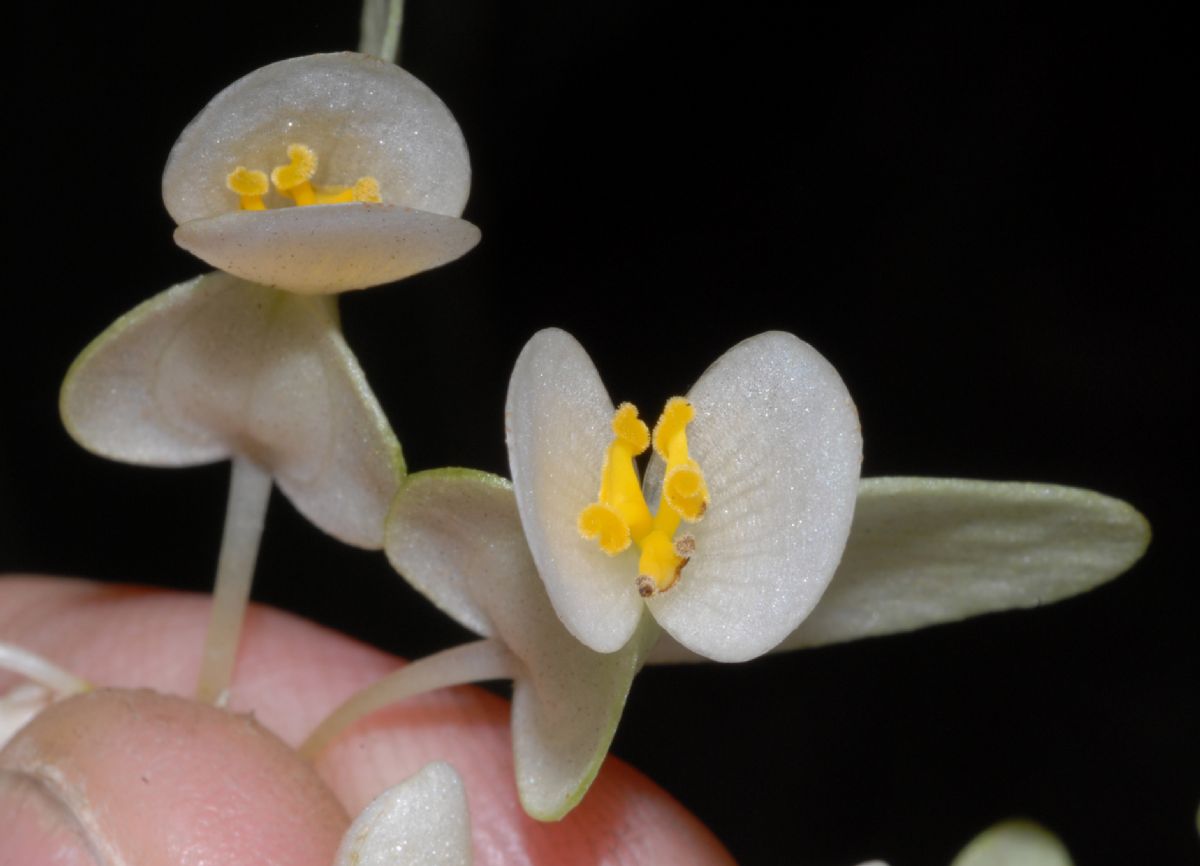 Begoniaceae Begonia 