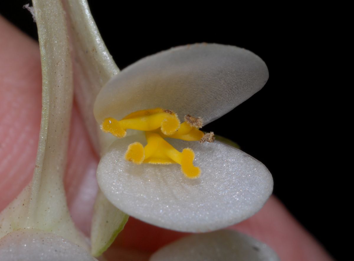 Begoniaceae Begonia 