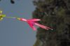 image of Fuchsia magellanica