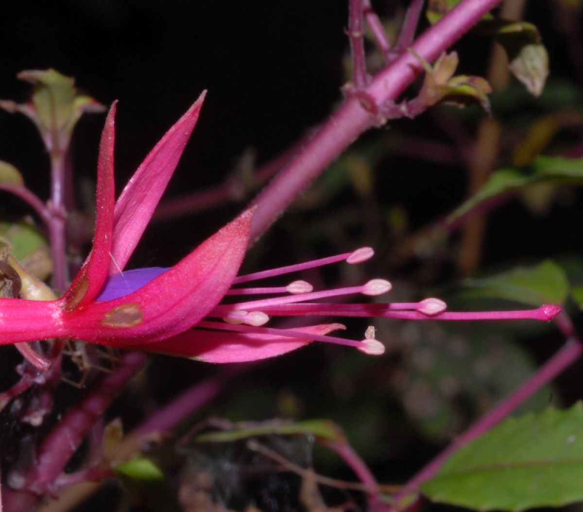 Onagraceae Fuchsia magellanica