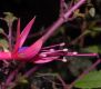 image of Fuchsia magellanica