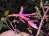 image of Fuchsia magellanica