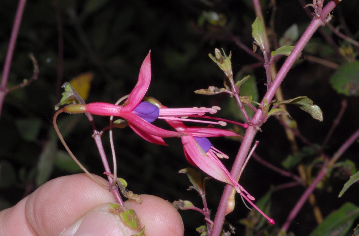 Onagraceae Fuchsia magellanica