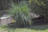image of Kniphofia 