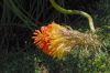 image of Kniphofia 