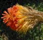 image of Kniphofia 