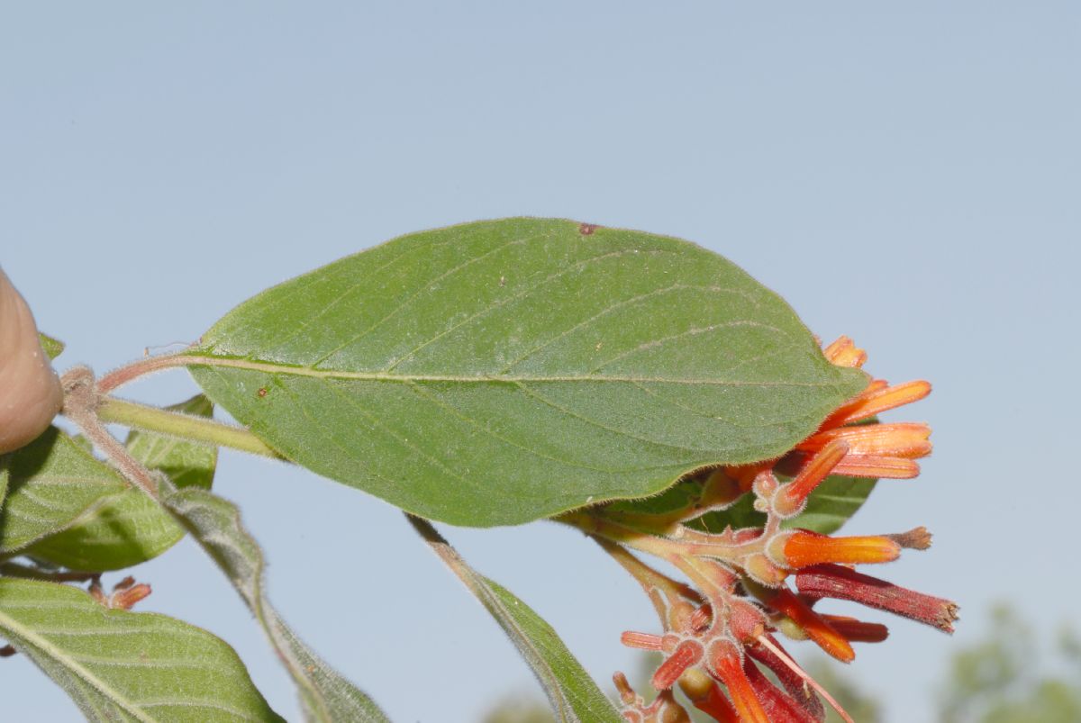 Rubiaceae Hamelia patens