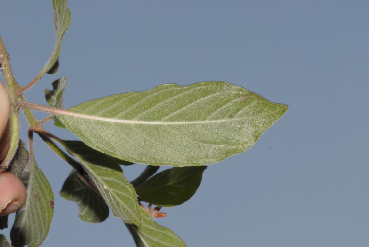 Rubiaceae Hamelia patens