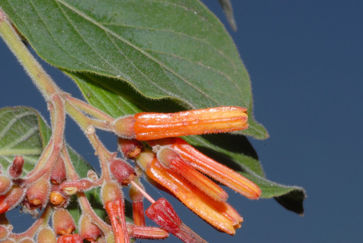 Rubiaceae Hamelia patens