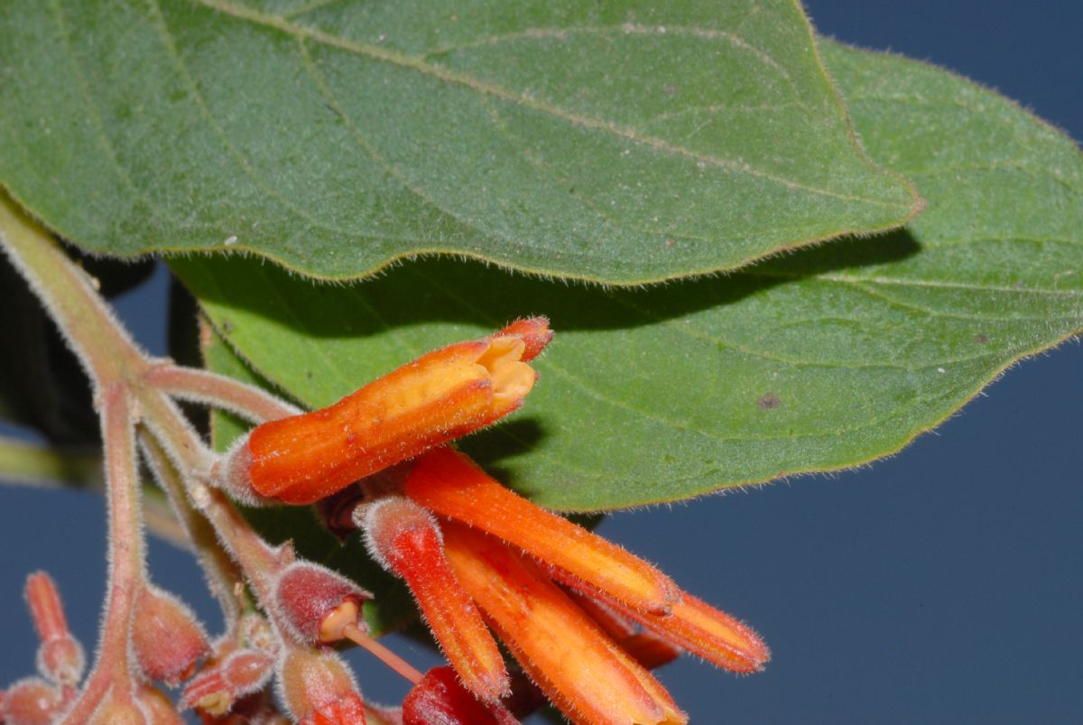 Rubiaceae Hamelia patens