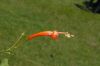 image of Ipomoea hastigera