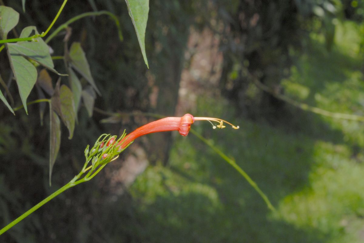 Convolvulaceae Ipomoea hastigera
