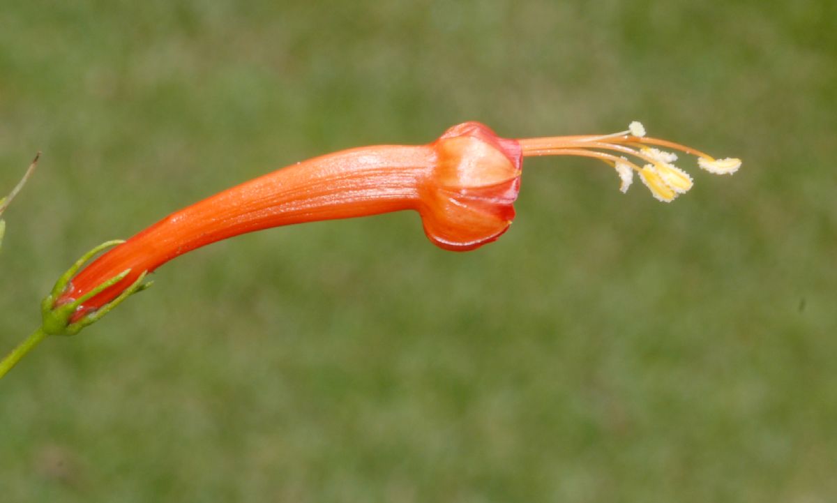 Convolvulaceae Ipomoea hastigera