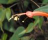 image of Ipomoea hastigera