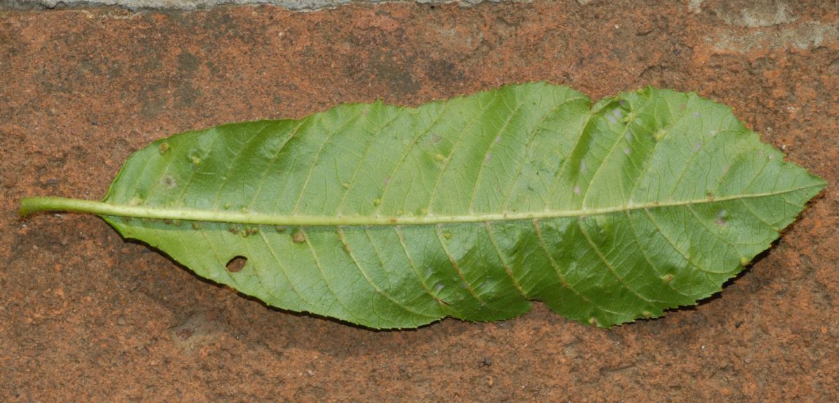 Actinidiaceae Saurauia pubescens