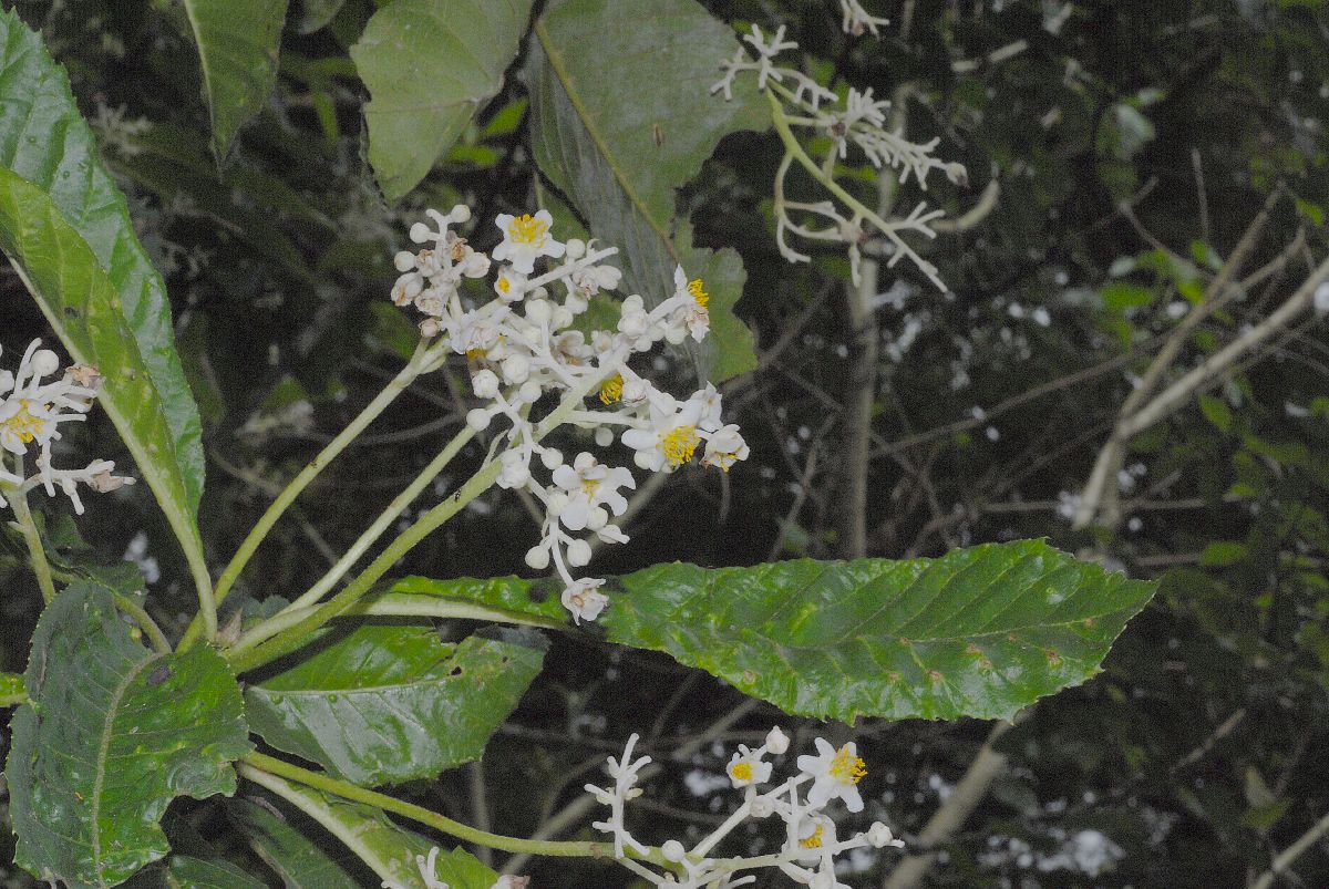 Actinidiaceae Saurauia pubescens