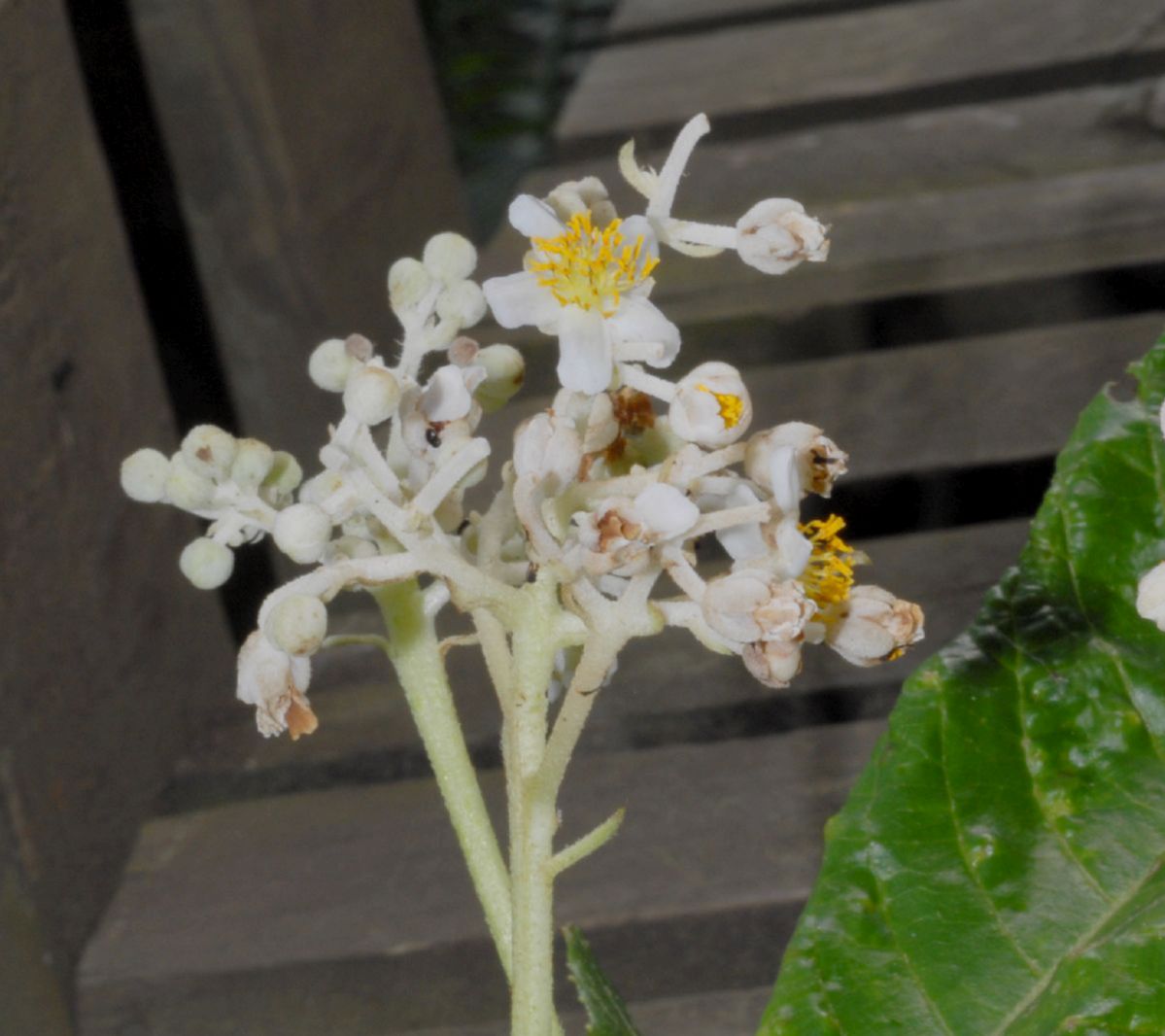 Actinidiaceae Saurauia pubescens
