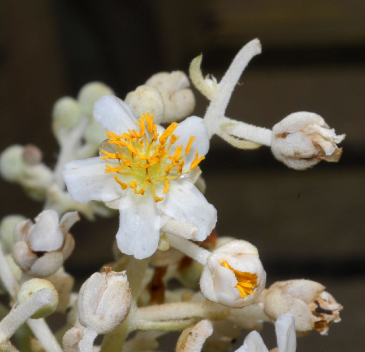 Actinidiaceae Saurauia pubescens