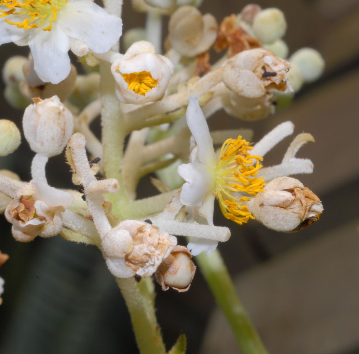 Actinidiaceae Saurauia pubescens