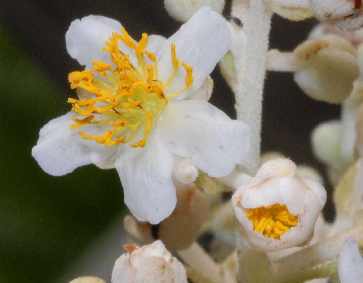 Actinidiaceae Saurauia pubescens