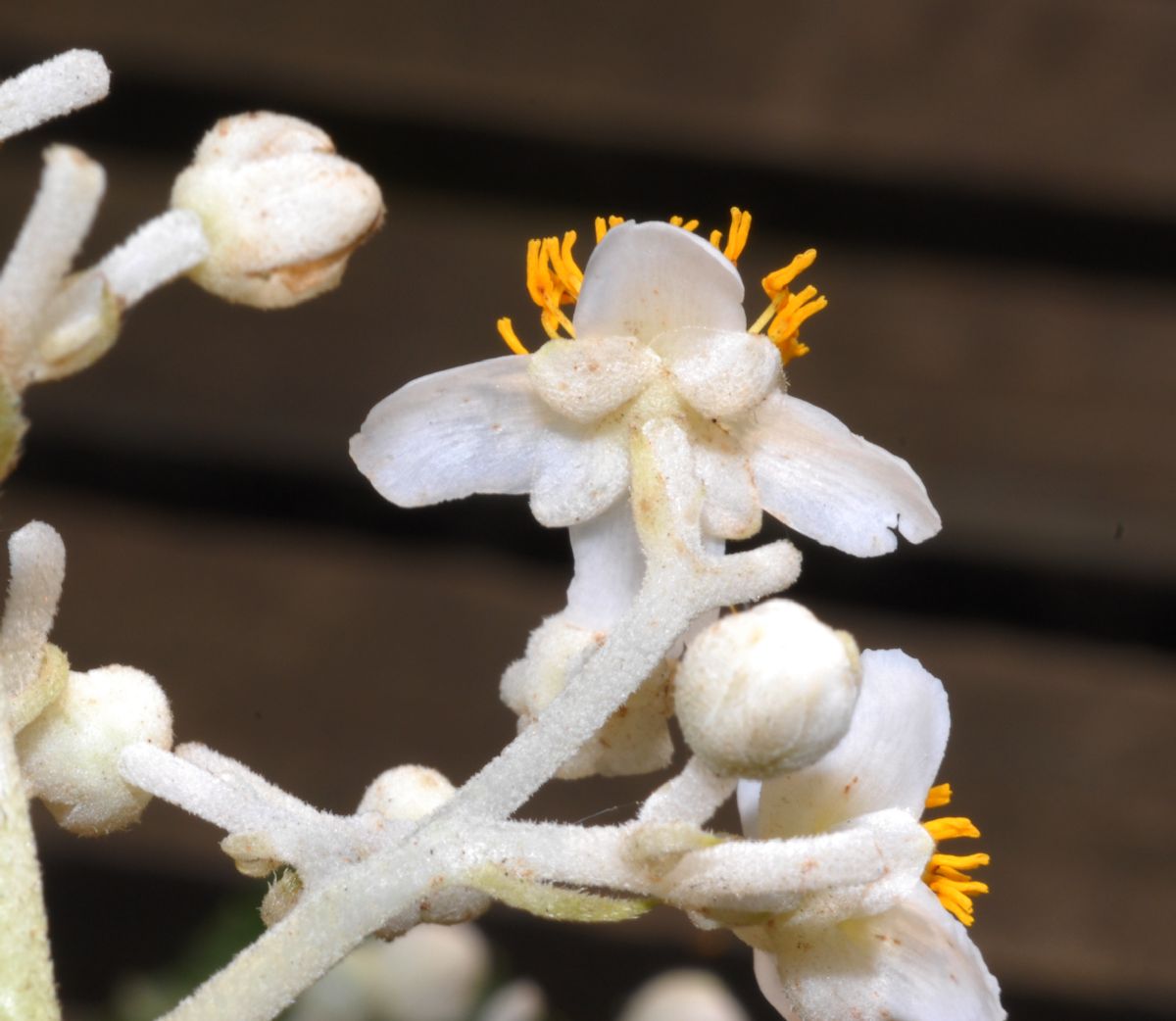 Actinidiaceae Saurauia pedunculata