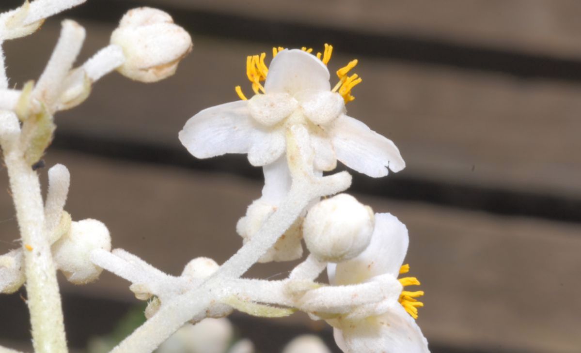 Actinidiaceae Saurauia pedunculata