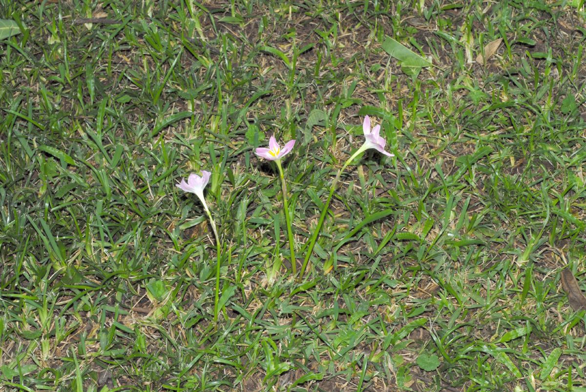 Amaryllidaceae Zephyranthes 