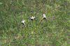 image of Zephyranthes 