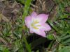 image of Zephyranthes 
