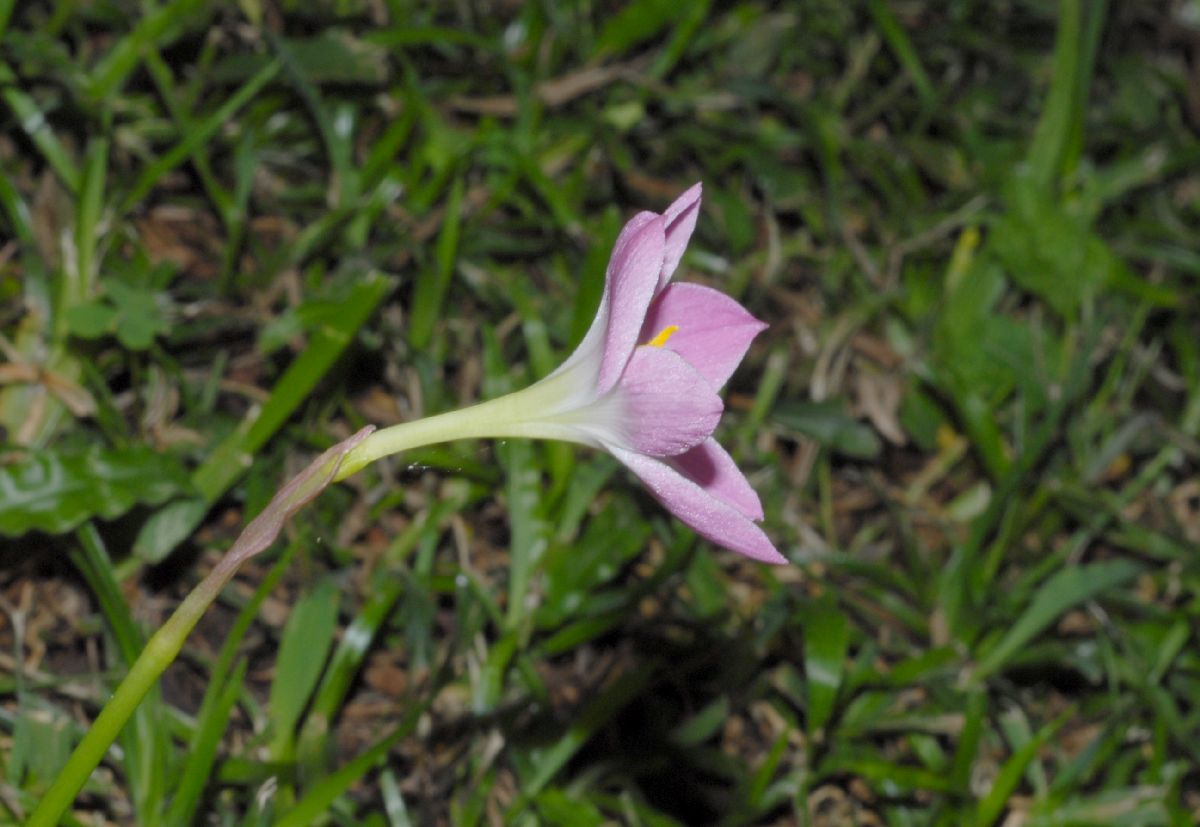 Amaryllidaceae Zephyranthes 