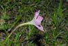 image of Zephyranthes 
