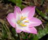 image of Zephyranthes 
