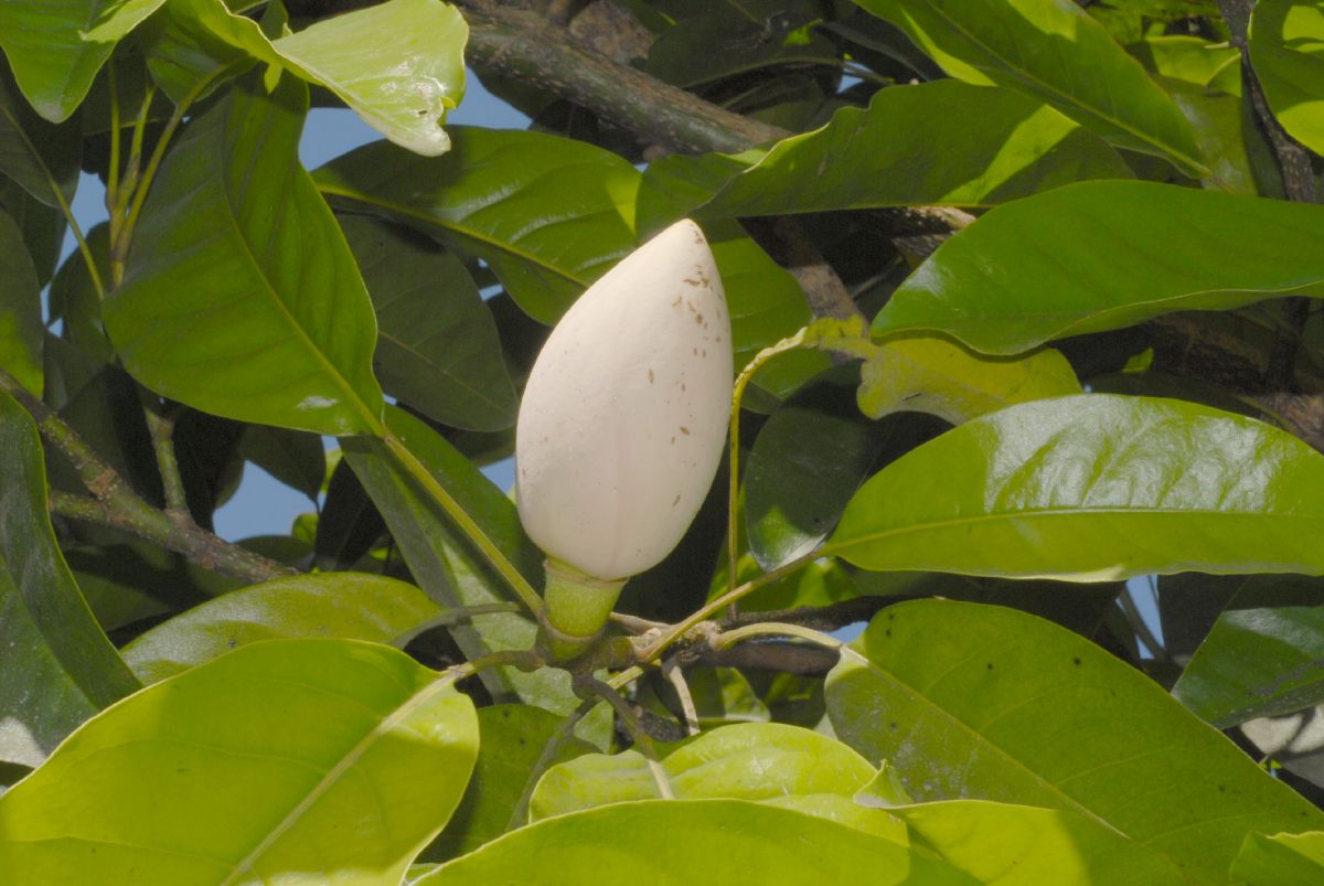 Magnoliaceae Talauma 