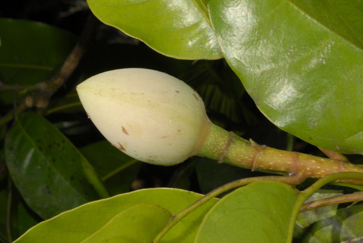 Magnoliaceae Talauma 