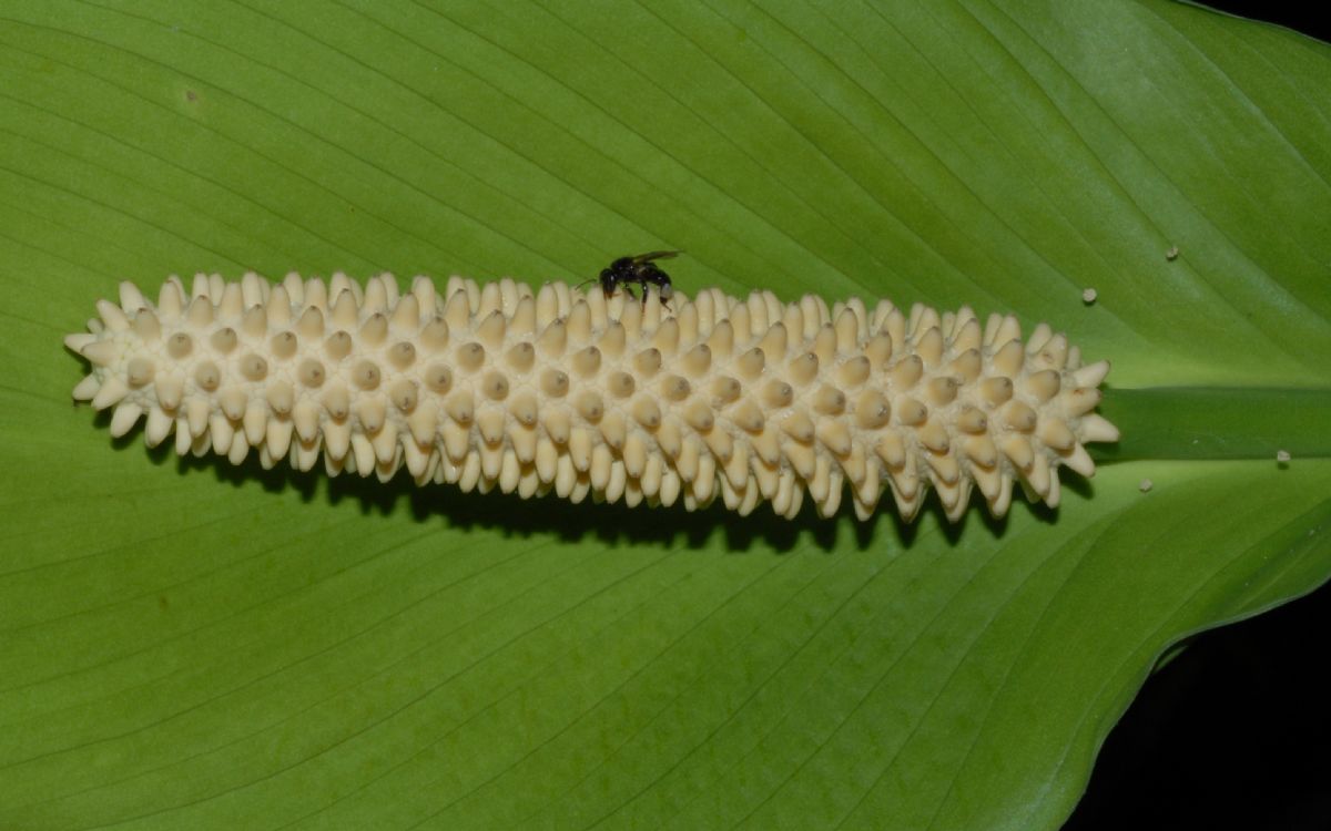 Araceae Spathiphyllum cochlearispathum