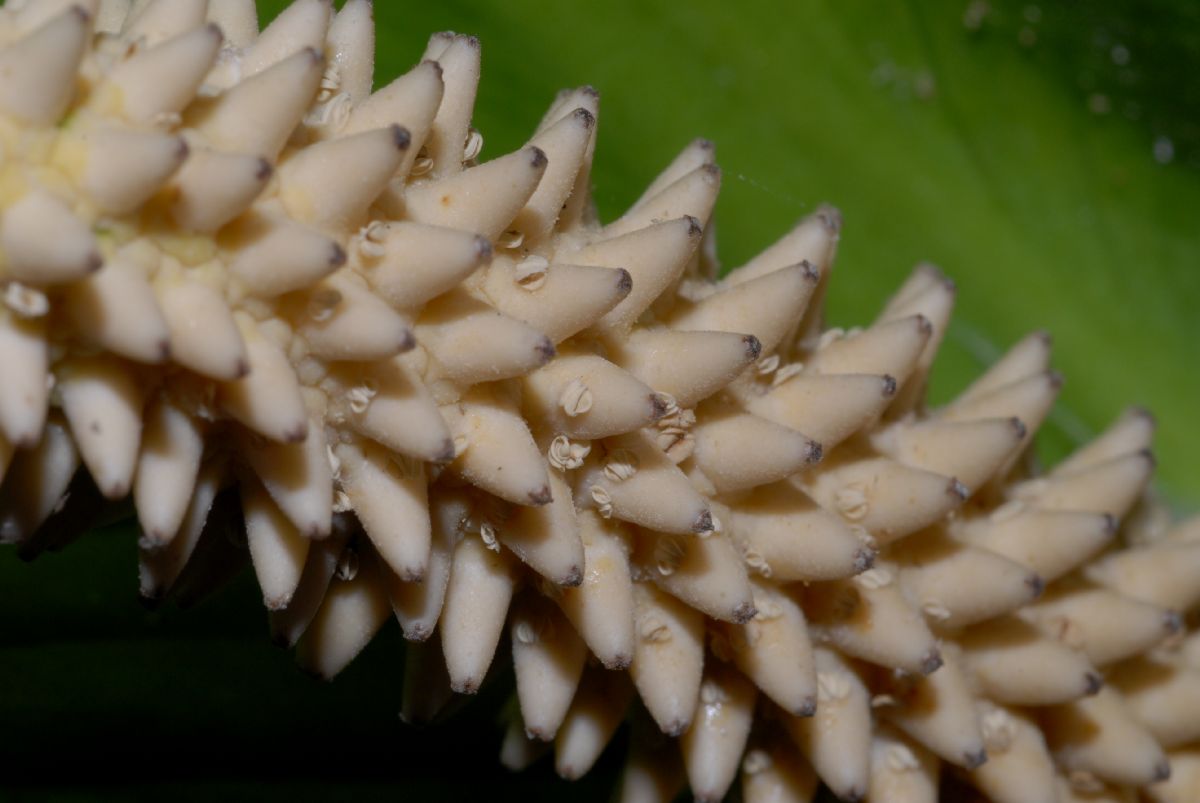 Araceae Spathiphyllum cochlearispathum