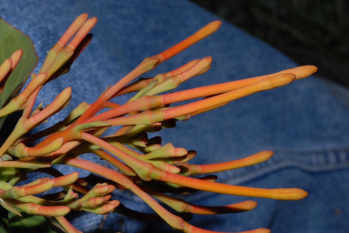 Loranthaceae Psittacanthus 