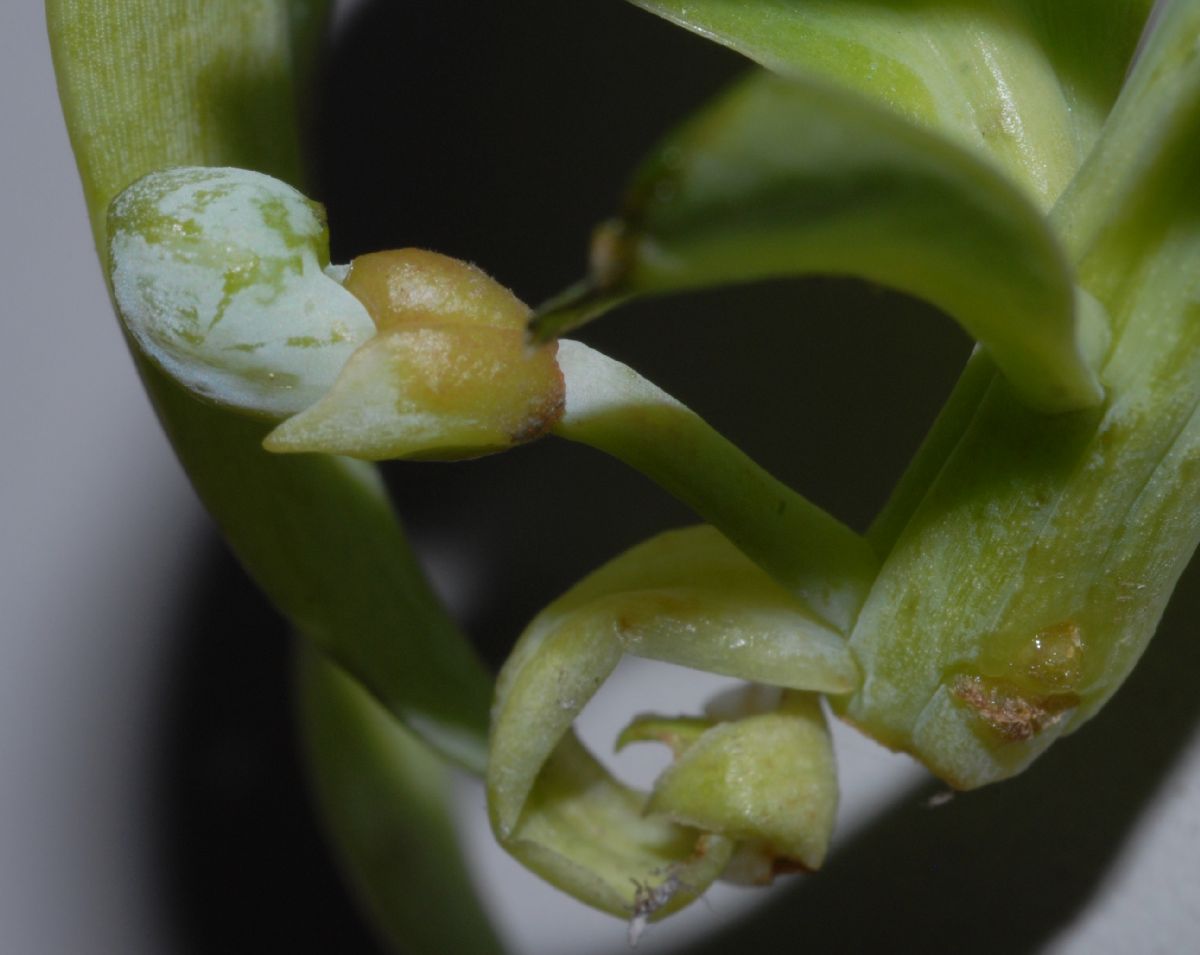 Podocarpaceae Podocarpus matudae