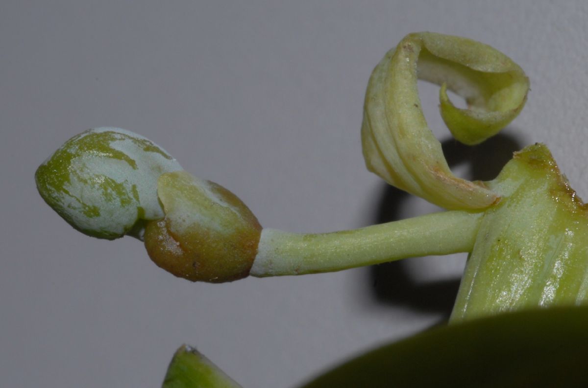 Podocarpaceae Podocarpus matudae