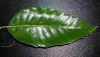 image of Castanea mollissima