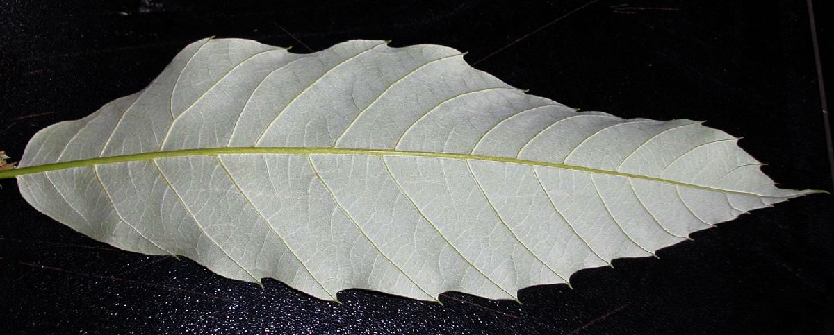 Fagaceae Castanea mollissima