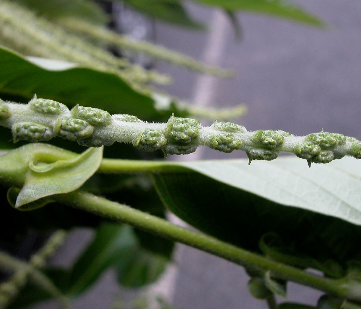 Fagaceae Castanea mollissima