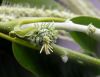 image of Castanea mollissima