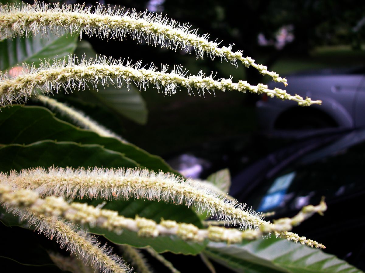 Fagaceae Castanea mollissima