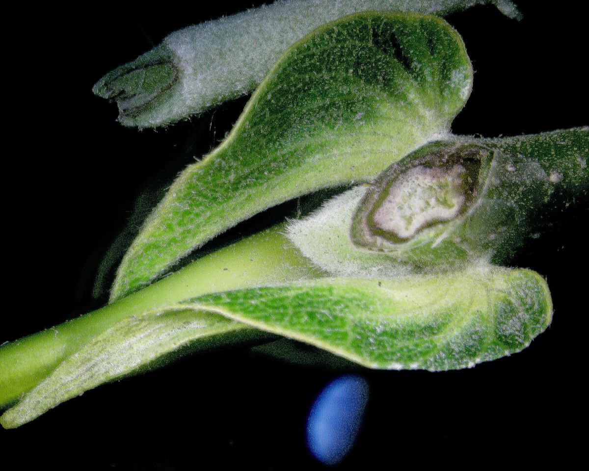 Fagaceae Castanea mollissima